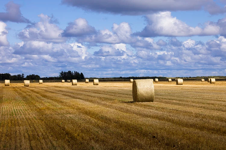 kunst aus dem land des lichts - nordjütland.