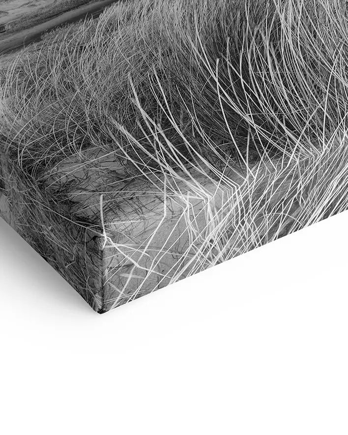 Dünengras Schwarz-Weiß