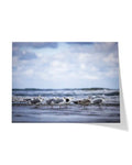 Möwen am Meer